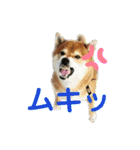 柴犬ポン太☆3（個別スタンプ：16）