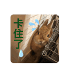 Mumu ちゃん（個別スタンプ：5）