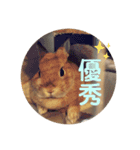 Mumu ちゃん（個別スタンプ：14）