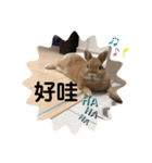 Mumu ちゃん（個別スタンプ：15）