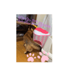 りぃぽぽ自慢！マイケルスタンプ（個別スタンプ：5）