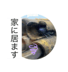 海の生き物♡（個別スタンプ：8）