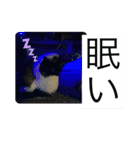海の生き物♡（個別スタンプ：11）