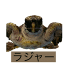 海の生き物♡（個別スタンプ：12）