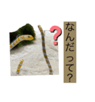 海の生き物♡（個別スタンプ：16）