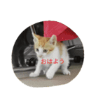 飼い猫たち（個別スタンプ：1）