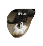 飼い猫たち（個別スタンプ：2）