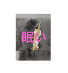 飼い猫たち（個別スタンプ：3）