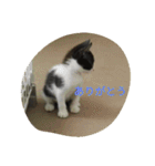 飼い猫たち（個別スタンプ：5）