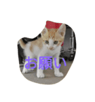飼い猫たち（個別スタンプ：6）