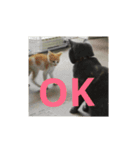 飼い猫たち（個別スタンプ：7）