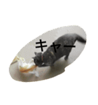 飼い猫たち（個別スタンプ：9）