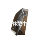 飼い猫たち（個別スタンプ：10）