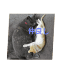 飼い猫たち（個別スタンプ：11）
