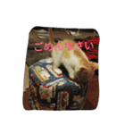飼い猫たち（個別スタンプ：12）