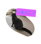 飼い猫たち（個別スタンプ：14）