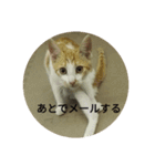 飼い猫たち（個別スタンプ：15）