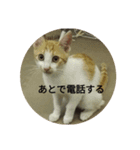 飼い猫たち（個別スタンプ：16）