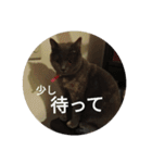 飼い猫たち（個別スタンプ：17）