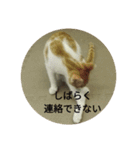 飼い猫たち（個別スタンプ：18）