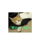 飼い猫たち（個別スタンプ：19）