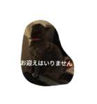 飼い猫たち（個別スタンプ：20）