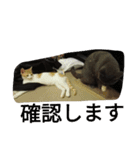 飼い猫たち（個別スタンプ：21）
