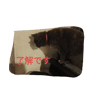 飼い猫たち（個別スタンプ：23）