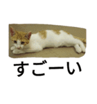 飼い猫たち（個別スタンプ：24）