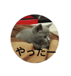 飼い猫たち（個別スタンプ：26）