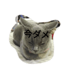 飼い猫たち（個別スタンプ：27）