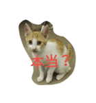 飼い猫たち（個別スタンプ：28）