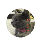 飼い猫たち（個別スタンプ：29）