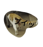飼い猫たち（個別スタンプ：30）