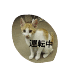 飼い猫たち（個別スタンプ：31）