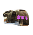 飼い猫たち（個別スタンプ：32）
