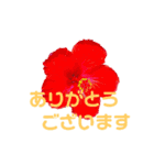 peace 花（個別スタンプ：1）
