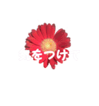 peace 花（個別スタンプ：5）