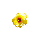 peace 花（個別スタンプ：15）