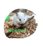 げっしとねこ（個別スタンプ：1）