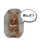 げっしとねこ（個別スタンプ：3）