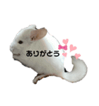 げっしとねこ（個別スタンプ：4）