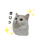 げっしとねこ（個別スタンプ：6）