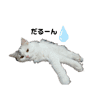 げっしとねこ（個別スタンプ：7）