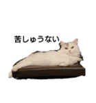 げっしとねこ（個別スタンプ：8）