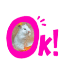げっしとねこ（個別スタンプ：15）