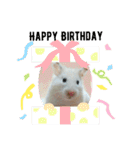 げっしとねこ（個別スタンプ：17）