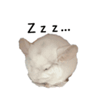 げっしとねこ（個別スタンプ：23）