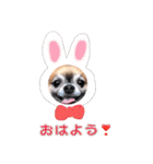 ちわわのポッキー実写版2（個別スタンプ：4）
