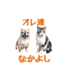 ちわわのポッキー実写版2（個別スタンプ：6）